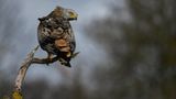 12.11.2021      "Der Rotmilan sitzt auf einem toten Baum und hält Ausschau."      Kamera: Nikon D 500 und Nikon 300/4 PF + 1.4 TC