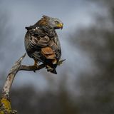 12.11.2021      "Der Rotmilan sitzt auf einem toten Baum und hält Ausschau."      Kamera: Nikon D 500 und Nikon 300/4 PF + 1.4 TC