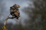 12.11.2021      "Der Rotmilan sitzt auf einem toten Baum und hält Ausschau."      Kamera: Nikon D 500 und Nikon 300/4 PF + 1.4 TC