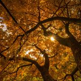 07.11.2021      Ort: Steinhofgründe, Wien  Kamera: Sony A7III, Tamron 17-28  Mehr Fotos von Mister T. Photography