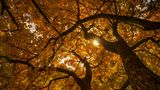 07.11.2021      Ort: Steinhofgründe, Wien  Kamera: Sony A7III, Tamron 17-28  Mehr Fotos von Mister T. Photography