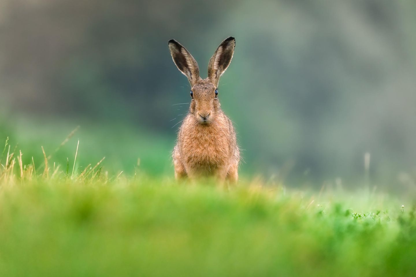 16.11.2021      "Ein Feldhase auf einer Wiese."      Kamera: Sony A7RIII & Sony 200-600mm  Mehr Foto von Pixsas