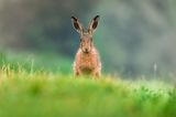 16.11.2021      "Ein Feldhase auf einer Wiese."      Kamera: Sony A7RIII & Sony 200-600mm  Mehr Foto von Pixsas