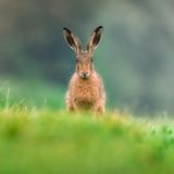 16.11.2021      "Ein Feldhase auf einer Wiese."      Kamera: Sony A7RIII & Sony 200-600mm  Mehr Foto von Pixsas