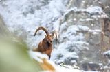 22.11.2021      "Steinbock in den Schweizer Alpen bei leichtem Schneefall fotografiert."      Ort: Münster (Schweiz)  Kamera: Canon EOS 5d  Mehr Fotos von Widdri 