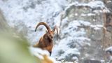 22.11.2021      "Steinbock in den Schweizer Alpen bei leichtem Schneefall fotografiert."      Ort: Münster (Schweiz)  Kamera: Canon EOS 5d  Mehr Fotos von Widdri 
