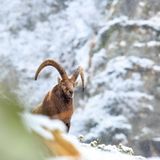 22.11.2021      "Steinbock in den Schweizer Alpen bei leichtem Schneefall fotografiert."      Ort: Münster (Schweiz)  Kamera: Canon EOS 5d  Mehr Fotos von Widdri 