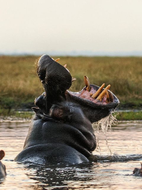 Wie viel die eiszeitlichen Flusspferde mit diesen noch lebenden Verwandten aus Afrika gemein hatten, müssen genetische Analysen noch zeigen