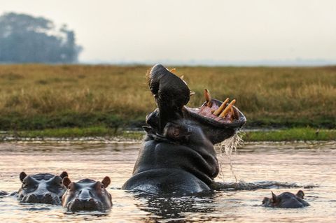 Wie viel die eiszeitlichen Flusspferde mit diesen noch lebenden Verwandten aus Afrika gemein hatten, müssen genetische Analysen noch zeigen
