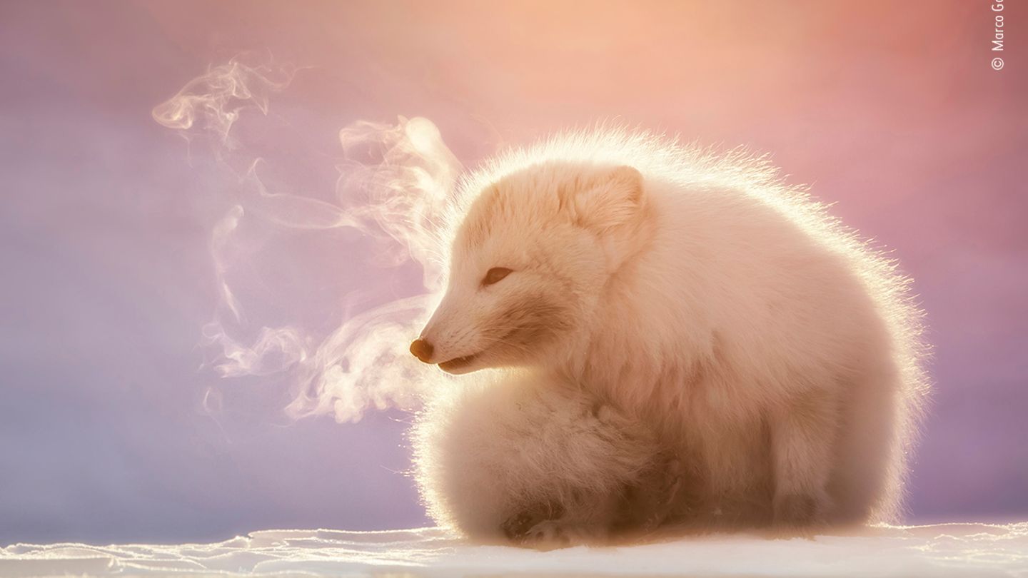 Dampfend steigt der Atem eines kleinen Polarfuchses in Spitzbergen in die arktische Luft. Der bekannte Naturfotograf Marco Gaiotti wurde auf das Tier aufmerksam, weil es unaufhörlich nach einem Gefährten in der Nähe rief