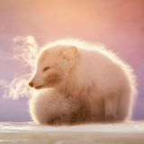 Dampfend steigt der Atem eines kleinen Polarfuchses in Spitzbergen in die arktische Luft. Der bekannte Naturfotograf Marco Gaiotti wurde auf das Tier aufmerksam, weil es unaufhörlich nach einem Gefährten in der Nähe rief