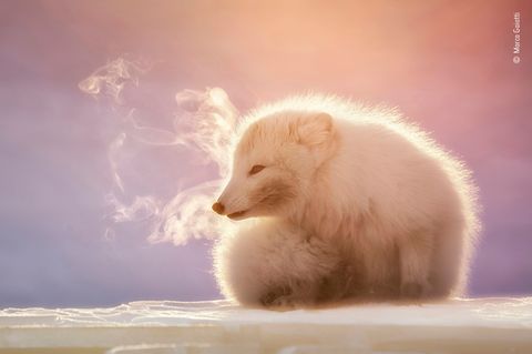 Dampfend steigt der Atem eines kleinen Polarfuchses in Spitzbergen in die arktische Luft. Der bekannte Naturfotograf Marco Gaiotti wurde auf das Tier aufmerksam, weil es unaufhörlich nach einem Gefährten in der Nähe rief