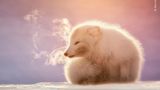 Dampfend steigt der Atem eines kleinen Polarfuchses in Spitzbergen in die arktische Luft. Der bekannte Naturfotograf Marco Gaiotti wurde auf das Tier aufmerksam, weil es unaufhörlich nach einem Gefährten in der Nähe rief