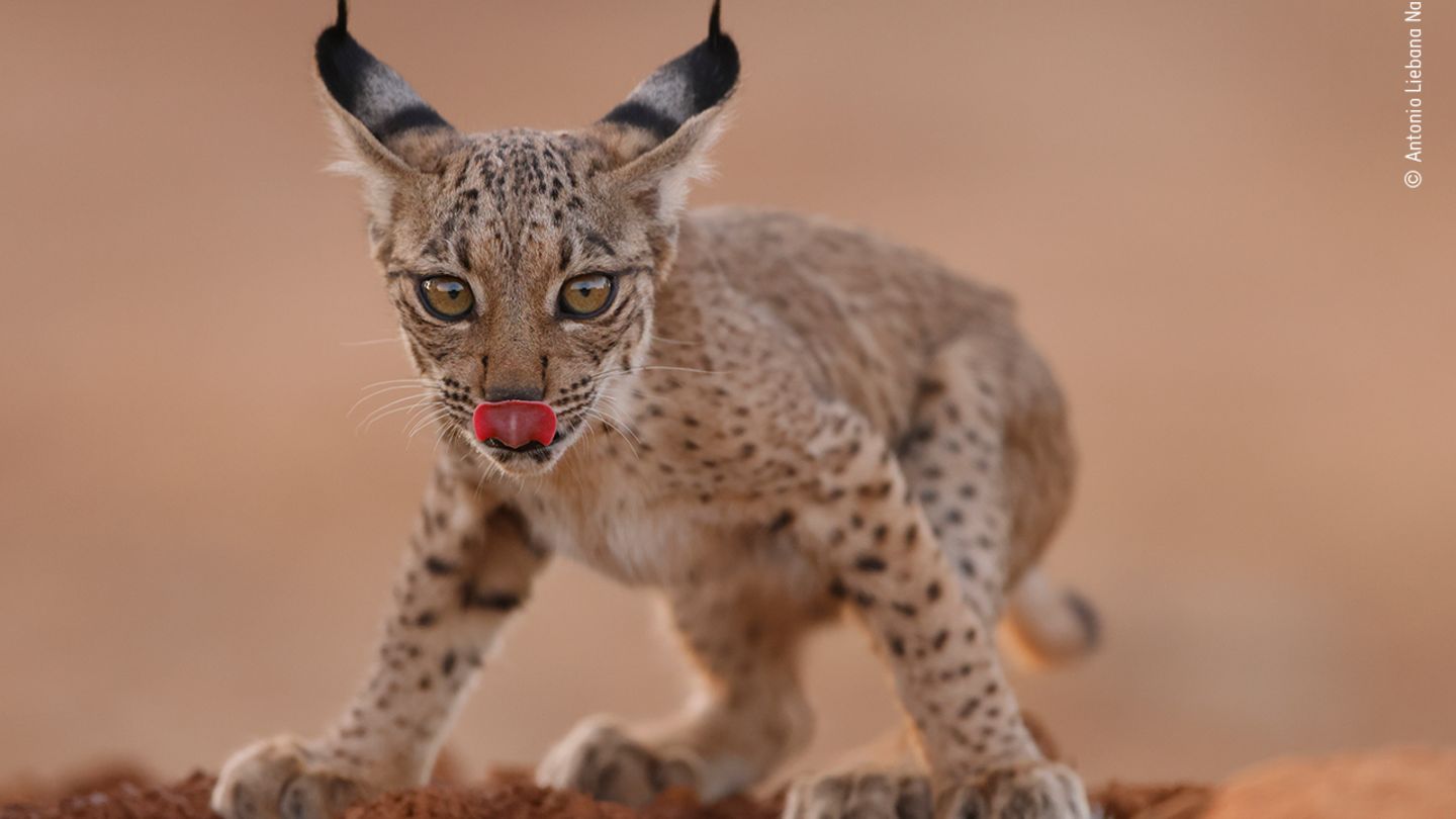 Lynx cub licking by Antonio Liebana Navarro, Spain  Iberian lynx are one of the world’s most endangered cats due to habitat loss, decreasing food sources, car hits and illegal hunting. But thanks to conservation efforts the species is recovering and can be found in small areas of Portugal and Spain. Antonio captured this image while leading a conservation project based around photography in Peñalajo, Castilla La Mancha, Spain. He knew a family of lynx used this waterhole to drink, so he rigged up a hide close by. Focusing on this cub, he was lucky enough to capture the moment it lifted its head from the water, licked its lips and gazed straight into the camera. Canon EOS R5 + 500mm f4 lens; 1/400 sec at f4; ISO 1600; hide.
