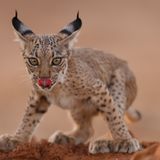 Lynx cub licking by Antonio Liebana Navarro, Spain  Iberian lynx are one of the world’s most endangered cats due to habitat loss, decreasing food sources, car hits and illegal hunting. But thanks to conservation efforts the species is recovering and can be found in small areas of Portugal and Spain. Antonio captured this image while leading a conservation project based around photography in Peñalajo, Castilla La Mancha, Spain. He knew a family of lynx used this waterhole to drink, so he rigged up a hide close by. Focusing on this cub, he was lucky enough to capture the moment it lifted its head from the water, licked its lips and gazed straight into the camera. Canon EOS R5 + 500mm f4 lens; 1/400 sec at f4; ISO 1600; hide.