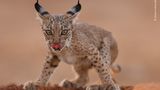 Lynx cub licking by Antonio Liebana Navarro, Spain  Iberian lynx are one of the world’s most endangered cats due to habitat loss, decreasing food sources, car hits and illegal hunting. But thanks to conservation efforts the species is recovering and can be found in small areas of Portugal and Spain. Antonio captured this image while leading a conservation project based around photography in Peñalajo, Castilla La Mancha, Spain. He knew a family of lynx used this waterhole to drink, so he rigged up a hide close by. Focusing on this cub, he was lucky enough to capture the moment it lifted its head from the water, licked its lips and gazed straight into the camera. Canon EOS R5 + 500mm f4 lens; 1/400 sec at f4; ISO 1600; hide.
