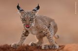 Lynx cub licking by Antonio Liebana Navarro, Spain  Iberian lynx are one of the world’s most endangered cats due to habitat loss, decreasing food sources, car hits and illegal hunting. But thanks to conservation efforts the species is recovering and can be found in small areas of Portugal and Spain. Antonio captured this image while leading a conservation project based around photography in Peñalajo, Castilla La Mancha, Spain. He knew a family of lynx used this waterhole to drink, so he rigged up a hide close by. Focusing on this cub, he was lucky enough to capture the moment it lifted its head from the water, licked its lips and gazed straight into the camera. Canon EOS R5 + 500mm f4 lens; 1/400 sec at f4; ISO 1600; hide.