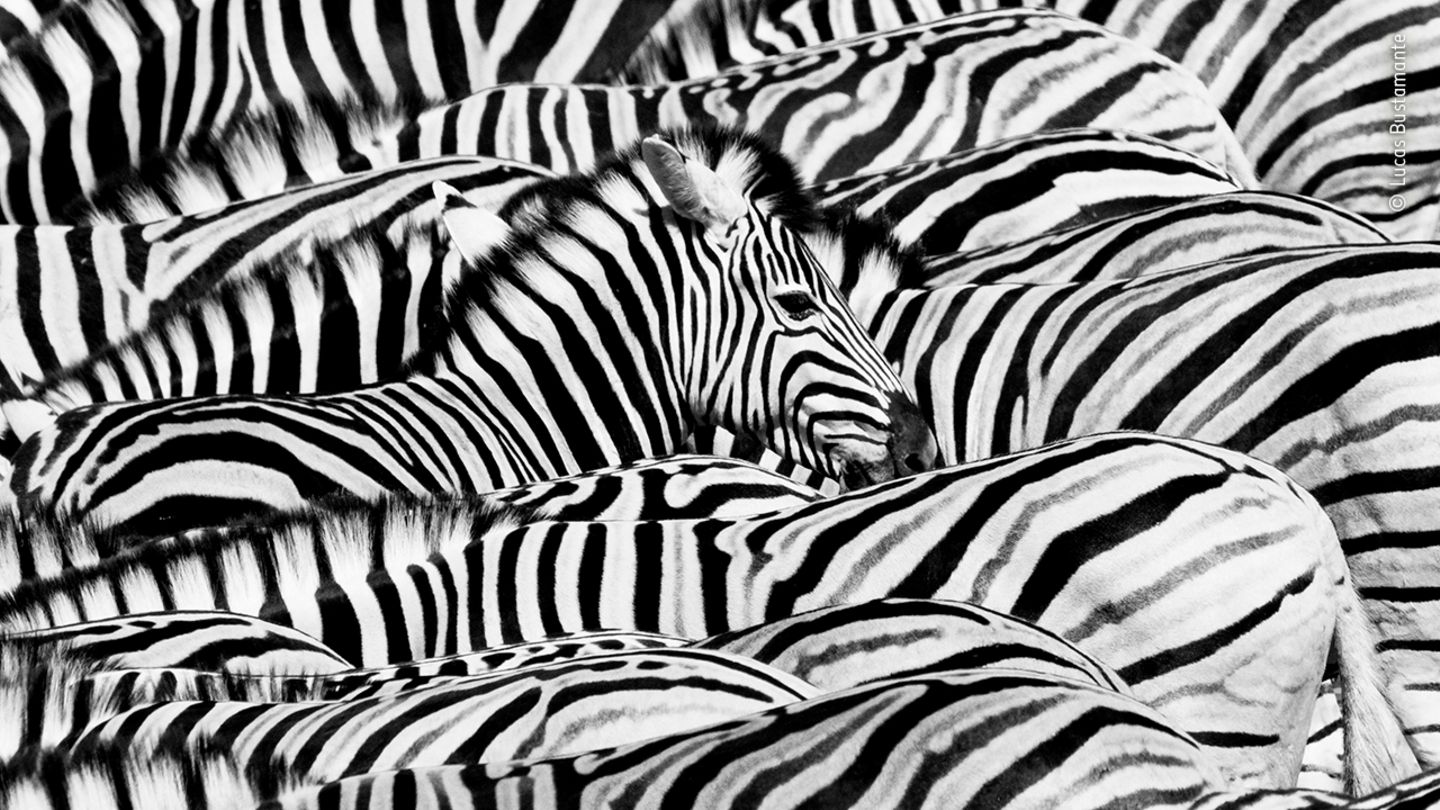 Zebraherde