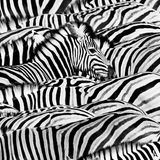 Zebraherde