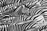 Zebraherde