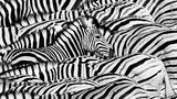Zebraherde