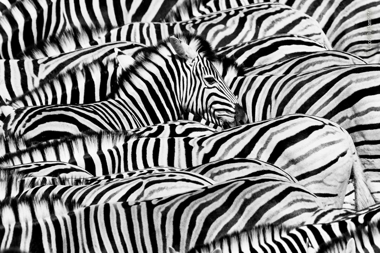 Zebraherde Zebraherde