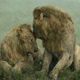 Kuschelnde Löwenmännchen