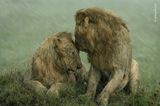 Kuschelnde Löwenmännchen