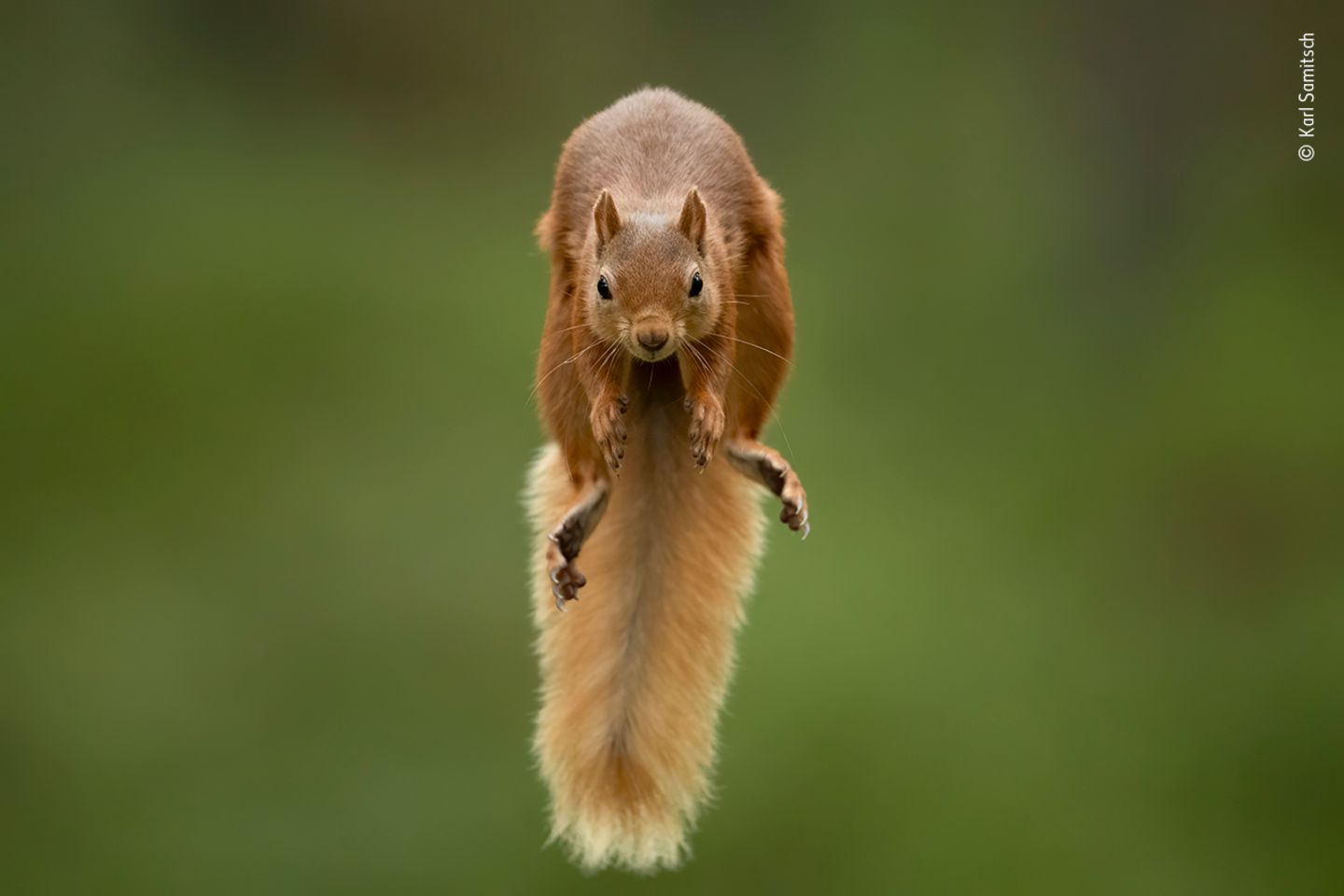 The jump by Karl Samitsch, Austria Karl was in the Cairngorms, Scotland, with a friend who took him to a forest where red squirrels were used to being fed. They placed hazelnuts on opposite branches of two trees and Karl then positioned his camera on a tripod between the branches facing the direction a squirrel might jump. Setting his camera to automatic focus, he waited in camouflage gear behind a tree, holding a remote control. After less than an hour, two squirrels appeared. As they leapt between the branches, he used the high-speed burst mode on his camera, and of the 150 frames, four were sharp, and this one perfectly captured the moment. Canon EOS-1D X Mark II + 200–400mm f4 lens + 1.4–560mm converter; 1/1600 sec at f5.6 (-0.3); ISO 3200; remote control cable; Gitzo tripod.