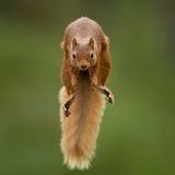 The jump by Karl Samitsch, Austria Karl was in the Cairngorms, Scotland, with a friend who took him to a forest where red squirrels were used to being fed. They placed hazelnuts on opposite branches of two trees and Karl then positioned his camera on a tripod between the branches facing the direction a squirrel might jump. Setting his camera to automatic focus, he waited in camouflage gear behind a tree, holding a remote control. After less than an hour, two squirrels appeared. As they leapt between the branches, he used the high-speed burst mode on his camera, and of the 150 frames, four were sharp, and this one perfectly captured the moment. Canon EOS-1D X Mark II + 200–400mm f4 lens + 1.4–560mm converter; 1/1600 sec at f5.6 (-0.3); ISO 3200; remote control cable; Gitzo tripod.