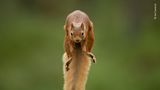 The jump by Karl Samitsch, Austria Karl was in the Cairngorms, Scotland, with a friend who took him to a forest where red squirrels were used to being fed. They placed hazelnuts on opposite branches of two trees and Karl then positioned his camera on a tripod between the branches facing the direction a squirrel might jump. Setting his camera to automatic focus, he waited in camouflage gear behind a tree, holding a remote control. After less than an hour, two squirrels appeared. As they leapt between the branches, he used the high-speed burst mode on his camera, and of the 150 frames, four were sharp, and this one perfectly captured the moment. Canon EOS-1D X Mark II + 200–400mm f4 lens + 1.4–560mm converter; 1/1600 sec at f5.6 (-0.3); ISO 3200; remote control cable; Gitzo tripod.