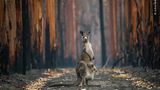 Hope in a burned plantation by Jo-Anne McArthur, Canada      Jo-Anne flew to Australia in early 2020 to document the stories of animals affected by the devastating bushfires that were sweeping through the states of New South Wales and Victoria. Working exhaustively alongside Animals Australia (an animal protection organisation) she was given access to burn sites, rescues and veterinary missions. This eastern grey kangaroo and her joey pictured near Mallacoota, Victoria, were among the lucky ones. The kangaroo barely took her eyes off Jo-Anne as she walked calmly to the spot where she could get a great photo. She had just enough time to crouch down and press the shutter release before the kangaroo hopped away into the burned eucalyptus plantation.      Nikon D4S + Sigma 120–400mm f4.5–5.6 lens; 1/500 sec at f5.6; ISO 2500.