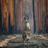 Hope in a burned plantation by Jo-Anne McArthur, Canada      Jo-Anne flew to Australia in early 2020 to document the stories of animals affected by the devastating bushfires that were sweeping through the states of New South Wales and Victoria. Working exhaustively alongside Animals Australia (an animal protection organisation) she was given access to burn sites, rescues and veterinary missions. This eastern grey kangaroo and her joey pictured near Mallacoota, Victoria, were among the lucky ones. The kangaroo barely took her eyes off Jo-Anne as she walked calmly to the spot where she could get a great photo. She had just enough time to crouch down and press the shutter release before the kangaroo hopped away into the burned eucalyptus plantation.      Nikon D4S + Sigma 120–400mm f4.5–5.6 lens; 1/500 sec at f5.6; ISO 2500.
