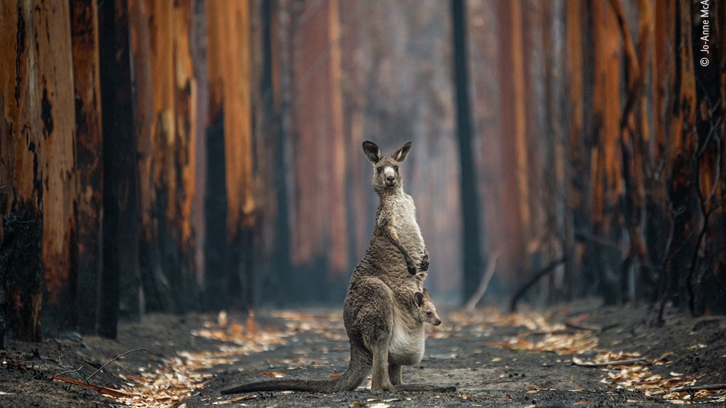 Hope in a burned plantation by Jo-Anne McArthur, Canada      Jo-Anne flew to Australia in early 2020 to document the stories of animals affected by the devastating bushfires that were sweeping through the states of New South Wales and Victoria. Working exhaustively alongside Animals Australia (an animal protection organisation) she was given access to burn sites, rescues and veterinary missions. This eastern grey kangaroo and her joey pictured near Mallacoota, Victoria, were among the lucky ones. The kangaroo barely took her eyes off Jo-Anne as she walked calmly to the spot where she could get a great photo. She had just enough time to crouch down and press the shutter release before the kangaroo hopped away into the burned eucalyptus plantation.      Nikon D4S + Sigma 120–400mm f4.5–5.6 lens; 1/500 sec at f5.6; ISO 2500.
