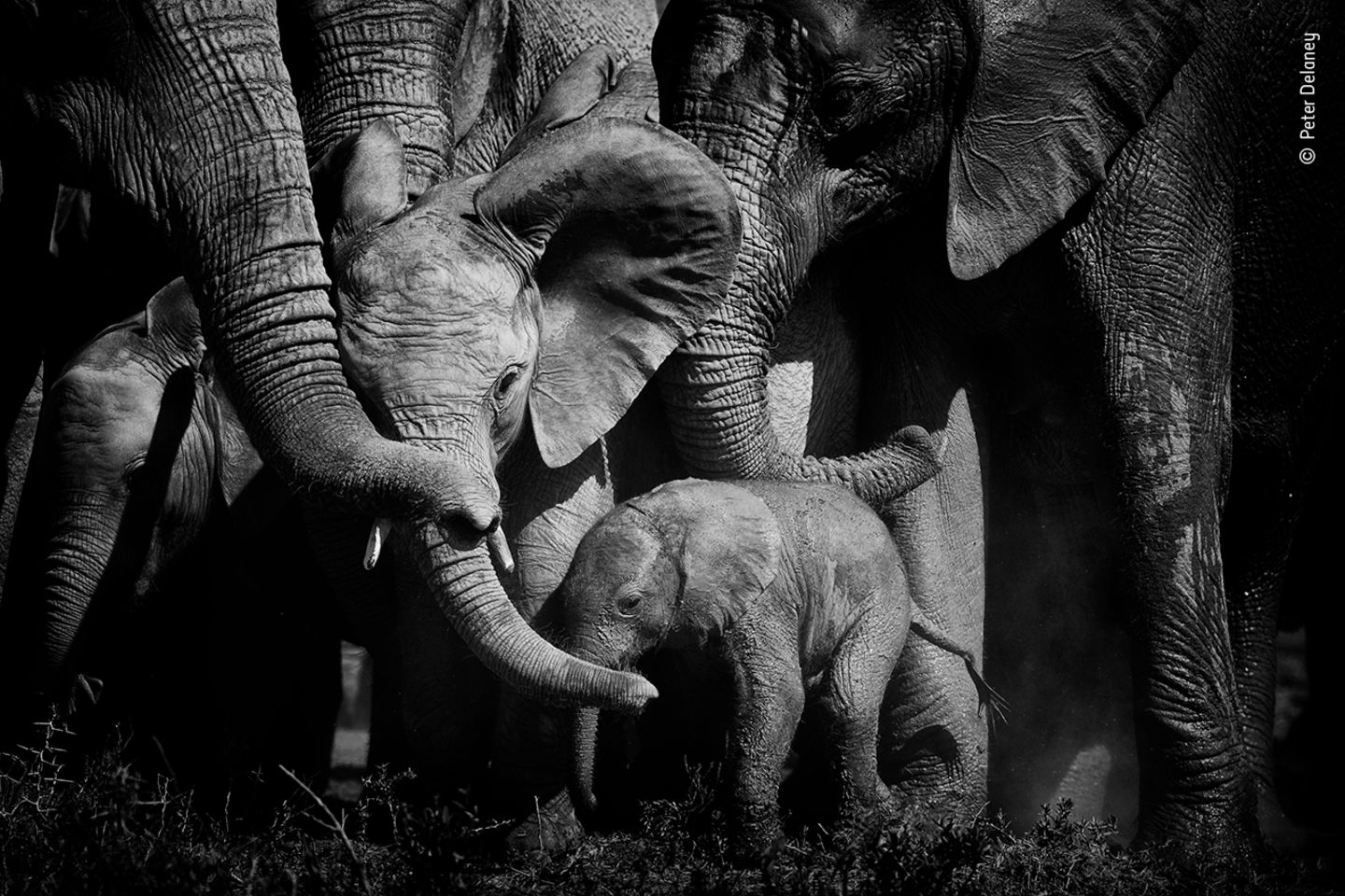Bonds of love by Peter Delaney, Ireland / South Africa      Peter looked on as a herd of elephants closed ranks, pushing their young into the middle of the group for protection. A bull elephant had been trying to separate a newborn calf from its mother. Peter was photographing the herd in Addo Elephant Reserve, South Africa, when the newborn let out a shriek. The herd reacted instantly – blowing loud calls, flapping ears and then surrounding the young and reaching out their trunks for reassurance. Elephants create bonds that last a lifetime, and they can show emotions from love to anger. Peter feels ‘There is something magical and beautiful when you observe elephants – it touches your soul and pulls at your heartstrings.’      Fujifilm X-H1 + XF 200mm lens; 1/5000 sec at f2; ISO 200; handheld.