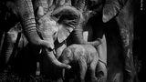 Bonds of love by Peter Delaney, Ireland / South Africa      Peter looked on as a herd of elephants closed ranks, pushing their young into the middle of the group for protection. A bull elephant had been trying to separate a newborn calf from its mother. Peter was photographing the herd in Addo Elephant Reserve, South Africa, when the newborn let out a shriek. The herd reacted instantly – blowing loud calls, flapping ears and then surrounding the young and reaching out their trunks for reassurance. Elephants create bonds that last a lifetime, and they can show emotions from love to anger. Peter feels ‘There is something magical and beautiful when you observe elephants – it touches your soul and pulls at your heartstrings.’      Fujifilm X-H1 + XF 200mm lens; 1/5000 sec at f2; ISO 200; handheld.