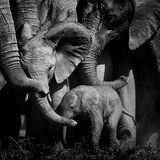 Bonds of love by Peter Delaney, Ireland / South Africa      Peter looked on as a herd of elephants closed ranks, pushing their young into the middle of the group for protection. A bull elephant had been trying to separate a newborn calf from its mother. Peter was photographing the herd in Addo Elephant Reserve, South Africa, when the newborn let out a shriek. The herd reacted instantly – blowing loud calls, flapping ears and then surrounding the young and reaching out their trunks for reassurance. Elephants create bonds that last a lifetime, and they can show emotions from love to anger. Peter feels ‘There is something magical and beautiful when you observe elephants – it touches your soul and pulls at your heartstrings.’      Fujifilm X-H1 + XF 200mm lens; 1/5000 sec at f2; ISO 200; handheld.