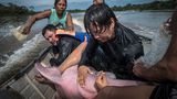 Dolphin hug by Jaime Rojo, Spain  Jaime watched on as Federico Mosquera, a biologist from the Omacha Foundation, Colombia, soothed an Amazon river dolphin. These dolphins are extremely tactile animals and direct contact calms them – keeping them hydrated when out of the water is also extremely important. The team from Omacha and WWF were transporting the dolphin to a temporary veterinarian facility in Puerto Nariño, Colombia, to install a GPS tag in its dorsal fin. The project is part of a broader scientific attempt to understand river dolphin health and migratory patterns. The goal was to tag five individuals, but high waters gave the dolphins a wider roaming range than usual, and the crew struggled, tagging only one during the expedition. Nikon D5 + 24–70mm f2.8 lens; 1/800 sec at f10; ISO 500.