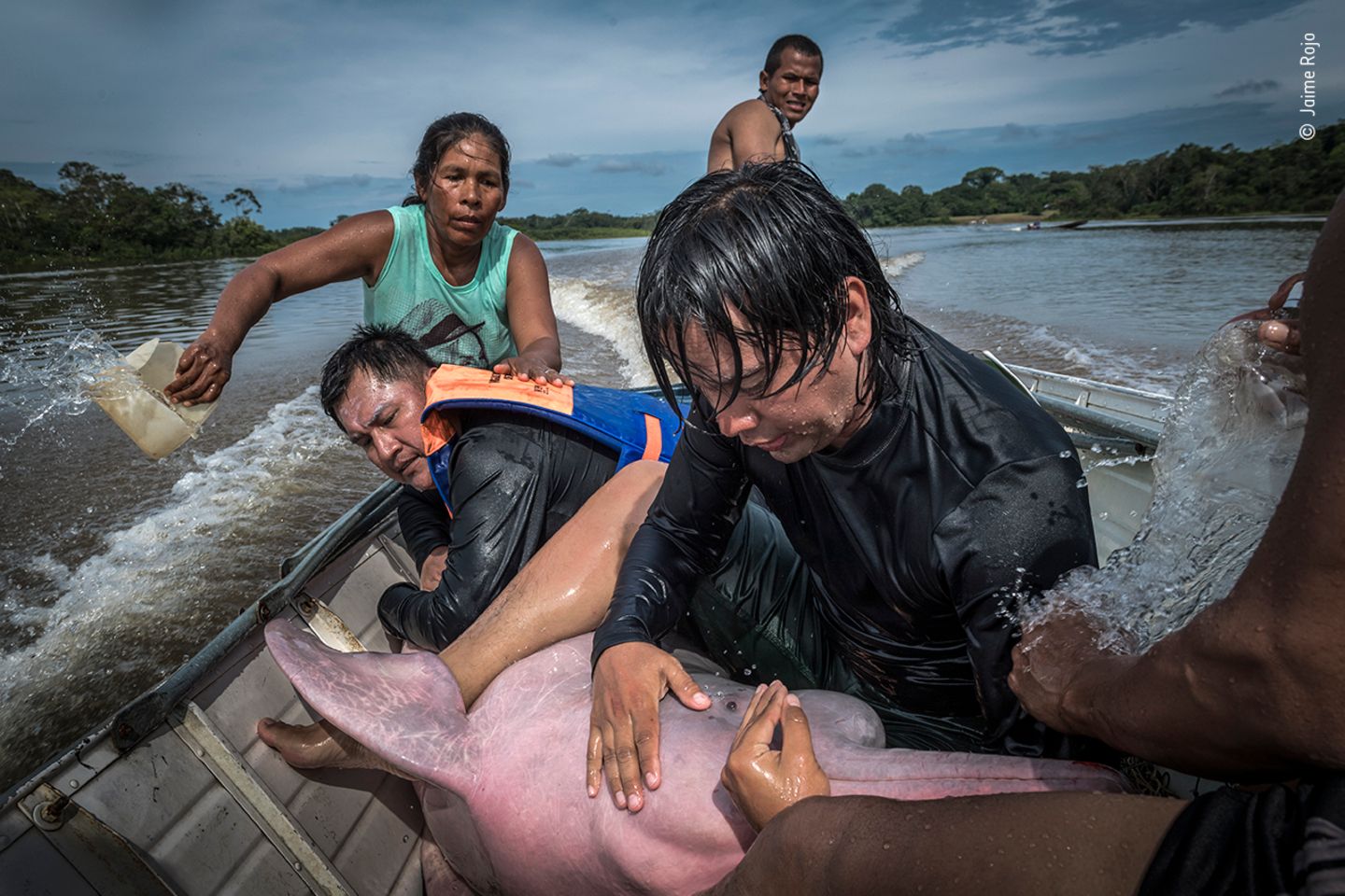 Dolphin hug by Jaime Rojo, Spain  Jaime watched on as Federico Mosquera, a biologist from the Omacha Foundation, Colombia, soothed an Amazon river dolphin. These dolphins are extremely tactile animals and direct contact calms them – keeping them hydrated when out of the water is also extremely important. The team from Omacha and WWF were transporting the dolphin to a temporary veterinarian facility in Puerto Nariño, Colombia, to install a GPS tag in its dorsal fin. The project is part of a broader scientific attempt to understand river dolphin health and migratory patterns. The goal was to tag five individuals, but high waters gave the dolphins a wider roaming range than usual, and the crew struggled, tagging only one during the expedition. Nikon D5 + 24–70mm f2.8 lens; 1/800 sec at f10; ISO 500.