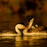 All together by Ly Dang, USA  The Clark’s grebes on Ly’s local lake in San Diego, California, USA, hadn’t nested for a few years, and he wasn’t sure if the unusually hot and dry weather they’d been experiencing was to blame. Then in 2017 California had twice its normal annual rainfall. With the lakes full, the grebes started to build nests and lay eggs again. They build floating nests at the edge of shallow water among the reeds or rushes. The chicks hitch a cosy ride on a parent’s back soon after hatching. This picture was taken a few days after a storm which sadly washed away almost all of the grebes nests. Ly had been out on a boat for hours, scanning the surface, looking for grebes and, just as the light was fading, he spotted them, the survivors. Nikon D500 + 600mm f4 lens + 1.4x teleconverter; 1/2000 sec at f5.6; ISO 450; handheld on a small boat.