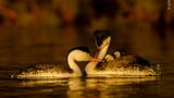 All together by Ly Dang, USA  The Clark’s grebes on Ly’s local lake in San Diego, California, USA, hadn’t nested for a few years, and he wasn’t sure if the unusually hot and dry weather they’d been experiencing was to blame. Then in 2017 California had twice its normal annual rainfall. With the lakes full, the grebes started to build nests and lay eggs again. They build floating nests at the edge of shallow water among the reeds or rushes. The chicks hitch a cosy ride on a parent’s back soon after hatching. This picture was taken a few days after a storm which sadly washed away almost all of the grebes nests. Ly had been out on a boat for hours, scanning the surface, looking for grebes and, just as the light was fading, he spotted them, the survivors. Nikon D500 + 600mm f4 lens + 1.4x teleconverter; 1/2000 sec at f5.6; ISO 450; handheld on a small boat.