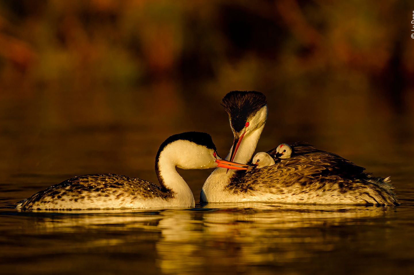 All together by Ly Dang, USA  The Clark’s grebes on Ly’s local lake in San Diego, California, USA, hadn’t nested for a few years, and he wasn’t sure if the unusually hot and dry weather they’d been experiencing was to blame. Then in 2017 California had twice its normal annual rainfall. With the lakes full, the grebes started to build nests and lay eggs again. They build floating nests at the edge of shallow water among the reeds or rushes. The chicks hitch a cosy ride on a parent’s back soon after hatching. This picture was taken a few days after a storm which sadly washed away almost all of the grebes nests. Ly had been out on a boat for hours, scanning the surface, looking for grebes and, just as the light was fading, he spotted them, the survivors. Nikon D500 + 600mm f4 lens + 1.4x teleconverter; 1/2000 sec at f5.6; ISO 450; handheld on a small boat.