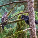 The eagle and the bear by Jeroen Hoekendijk, The Netherlands        Black bear cubs will often climb trees, where they wait safely for their mother to return with food. Here, in the depths of the temperate rainforest of Anan in Alaska, this little cub decided to take an afternoon nap on a moss-covered branch under the watchful eye of a juvenile bald eagle. The eagle had been sitting in this pine tree for hours and Jeroen found the situation extraordinary. He quickly set out to capture the scene from eye-level and, with some difficulty and a lot of luck, was able to position himself a bit higher on the hill and take this image as the bear slept on, unaware.      Canon EOS 5D Mark III + Sigma 150–600mm f5.0–6.3 lens; 1/320 sec at f6.3; ISO 640.