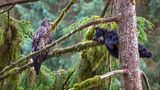 The eagle and the bear by Jeroen Hoekendijk, The Netherlands        Black bear cubs will often climb trees, where they wait safely for their mother to return with food. Here, in the depths of the temperate rainforest of Anan in Alaska, this little cub decided to take an afternoon nap on a moss-covered branch under the watchful eye of a juvenile bald eagle. The eagle had been sitting in this pine tree for hours and Jeroen found the situation extraordinary. He quickly set out to capture the scene from eye-level and, with some difficulty and a lot of luck, was able to position himself a bit higher on the hill and take this image as the bear slept on, unaware.      Canon EOS 5D Mark III + Sigma 150–600mm f5.0–6.3 lens; 1/320 sec at f6.3; ISO 640.