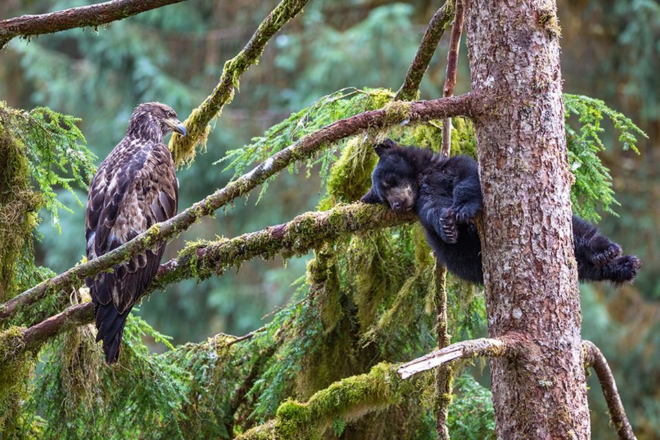 The eagle and the bear by Jeroen Hoekendijk, The Netherlands        Black bear cubs will often climb trees, where they wait safely for their mother to return with food. Here, in the depths of the temperate rainforest of Anan in Alaska, this little cub decided to take an afternoon nap on a moss-covered branch under the watchful eye of a juvenile bald eagle. The eagle had been sitting in this pine tree for hours and Jeroen found the situation extraordinary. He quickly set out to capture the scene from eye-level and, with some difficulty and a lot of luck, was able to position himself a bit higher on the hill and take this image as the bear slept on, unaware.      Canon EOS 5D Mark III + Sigma 150–600mm f5.0–6.3 lens; 1/320 sec at f6.3; ISO 640.