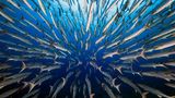 Barracudas