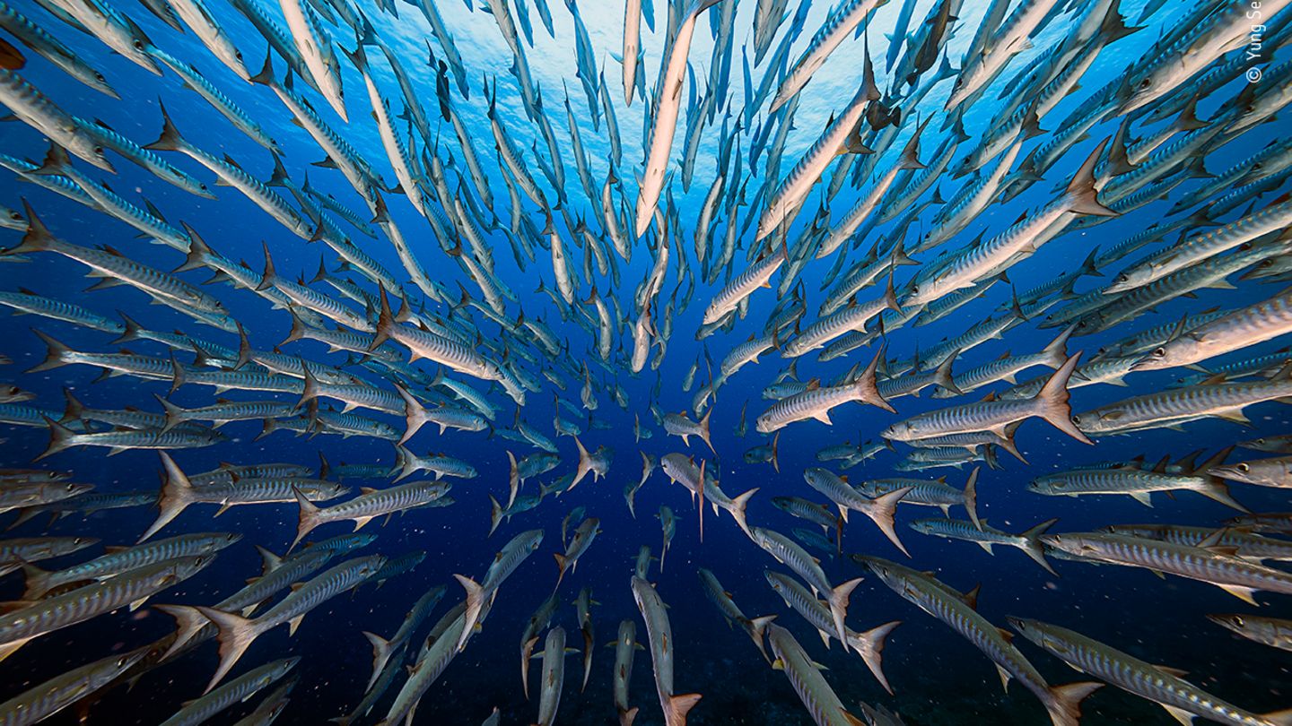 Barracudas