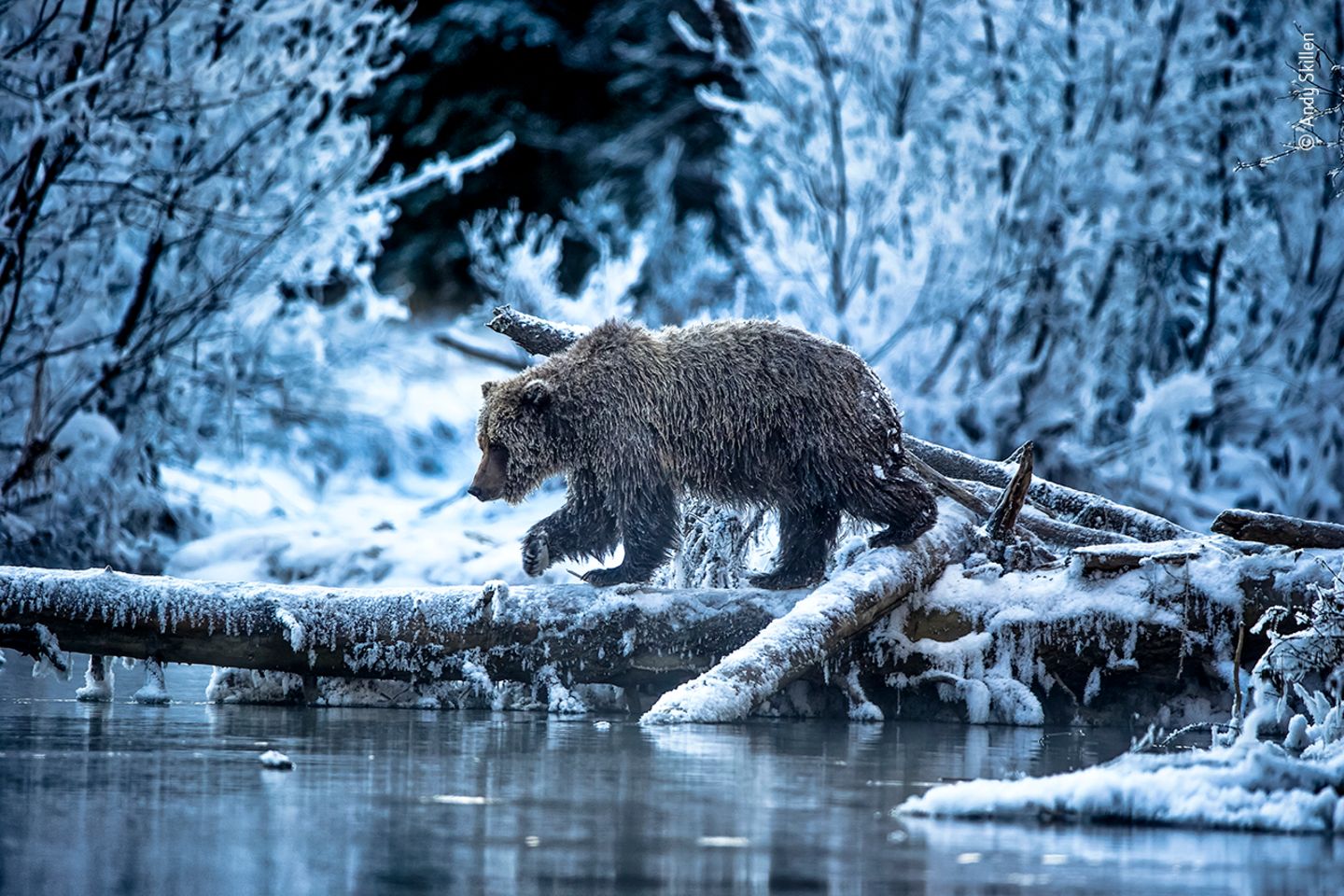 Publikumspreis: An einer bestimmten Stelle am kanadischen Fishing Branch River friert das Wasser niemals – egal wie kalt es ist. Das offene Flusswasser ist eine letzte Gelegenheit für die Grizzlybären vor dem Winter noch mal zu fressen. Fotograf Andy Skillen wartete bis ein Bär vor seine Linse trat und drückte auf den Auslöser The ice bear cometh… by Andy Skillen, UK It is a two-hour helicopter ride from the nearest town to this spot on the Fishing Branch River in Yukon, Canada – a location where the river never freezes however cold it gets. The salmon run occurs in the late autumn here and for the grizzly bears of the area this open water offers a final chance to feast before hibernating. It was averaging around -30°C (-22°F) and Andy had been waiting and hoping that one particular female bear would use this log to cross the stream. Eventually she did just that and he got the picture he’d envisioned – her fur, wet from fishing, had frozen into icicles and ‘you could hear them tinkle as she walked past’. Canon EOS 1D X + EF 200–400mm f4 lens with built-in 1.4 extender; 1/250 sec at f5.6, (+0.6 EV), ISO 800; handheld.