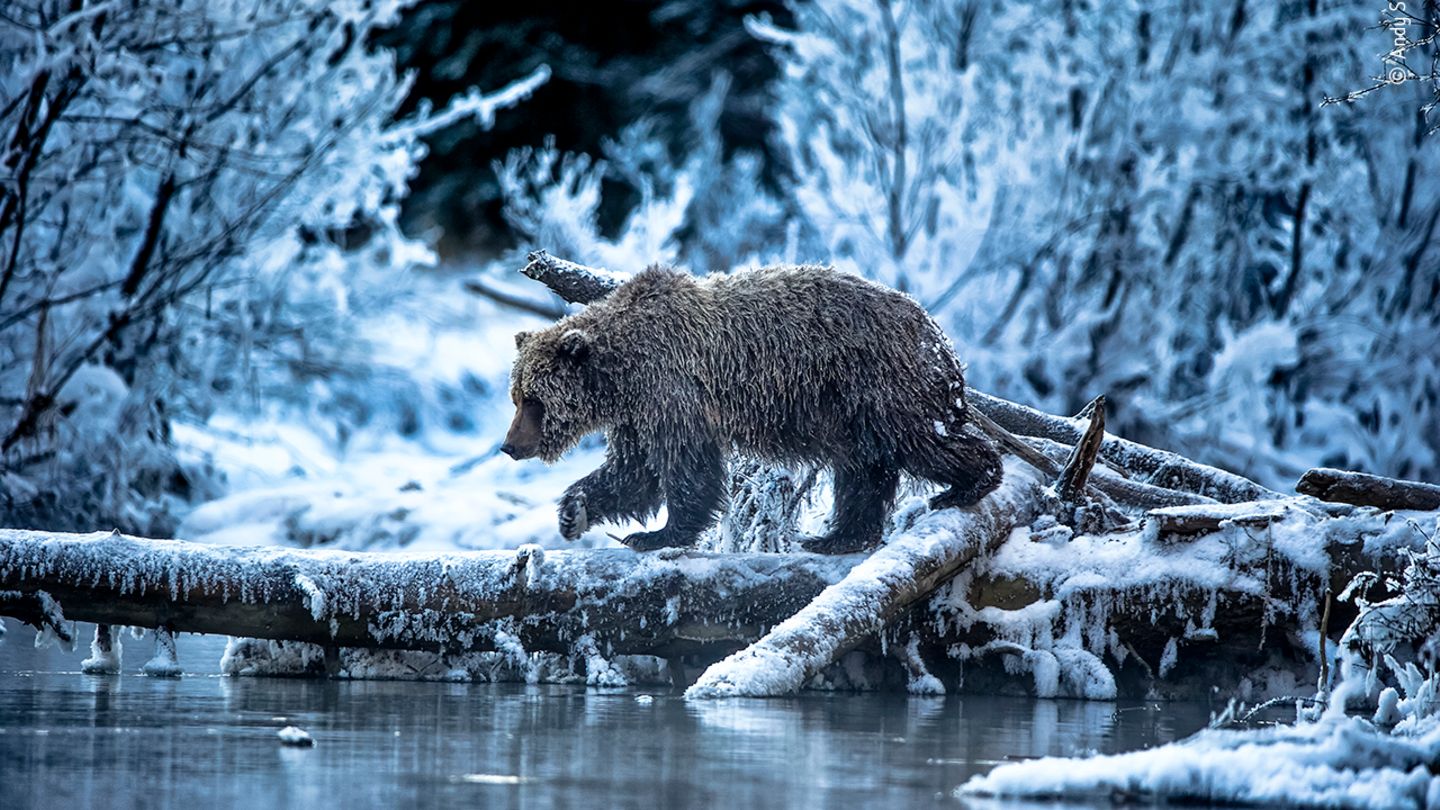 The ice bear cometh… by Andy Skillen, UK  It is a two-hour helicopter ride from the nearest town to this spot on the Fishing Branch River in Yukon, Canada – a location where the river never freezes however cold it gets. The salmon run occurs in the late autumn here and for the grizzly bears of the area this open water offers a final chance to feast before hibernating. It was averaging around -30°C (-22°F) and Andy had been waiting and hoping that one particular female bear would use this log to cross the stream. Eventually she did just that and he got the picture he’d envisioned – her fur, wet from fishing, had frozen into icicles and ‘you could hear them tinkle as she walked past’. Canon EOS 1D X + EF 200–400mm f4 lens with built-in 1.4 extender; 1/250 sec at f5.6, (+0.6 EV), ISO 800; handheld.