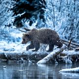 The ice bear cometh… by Andy Skillen, UK  It is a two-hour helicopter ride from the nearest town to this spot on the Fishing Branch River in Yukon, Canada – a location where the river never freezes however cold it gets. The salmon run occurs in the late autumn here and for the grizzly bears of the area this open water offers a final chance to feast before hibernating. It was averaging around -30°C (-22°F) and Andy had been waiting and hoping that one particular female bear would use this log to cross the stream. Eventually she did just that and he got the picture he’d envisioned – her fur, wet from fishing, had frozen into icicles and ‘you could hear them tinkle as she walked past’. Canon EOS 1D X + EF 200–400mm f4 lens with built-in 1.4 extender; 1/250 sec at f5.6, (+0.6 EV), ISO 800; handheld.
